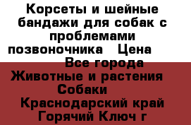 Корсеты и шейные бандажи для собак с проблемами позвоночника › Цена ­ 2 500 - Все города Животные и растения » Собаки   . Краснодарский край,Горячий Ключ г.